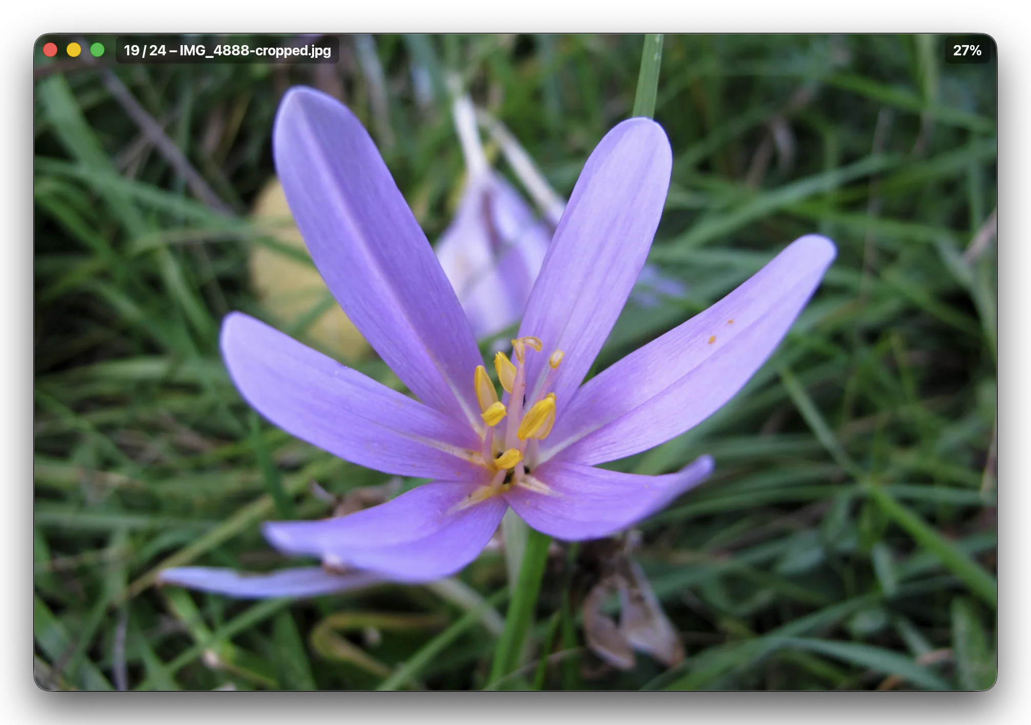 Prvw displaying a photo with instant zoom and navigation